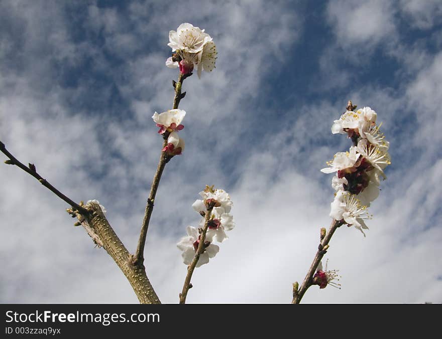 Apple Blossom In Spring!. Apple Blossom In Spring!