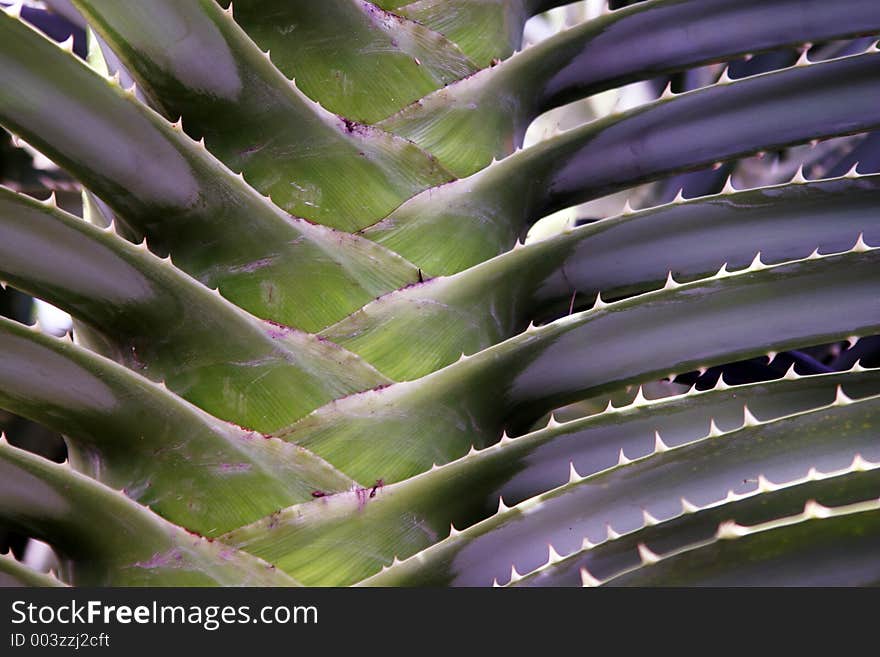 Detail of the stem and fanned leaves of a large barbed plant. Detail of the stem and fanned leaves of a large barbed plant