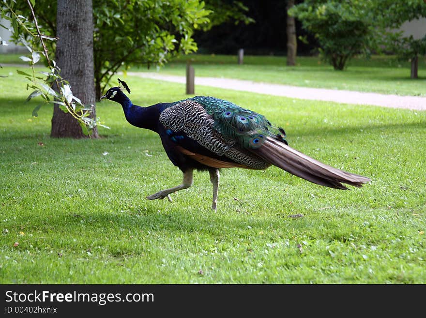 Walking peacock, Germany. Walking peacock, Germany