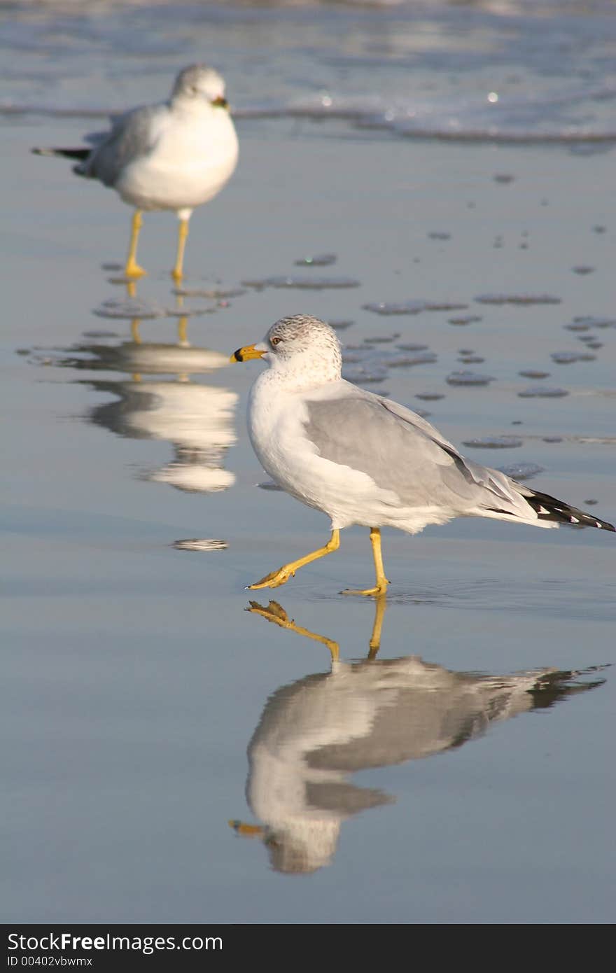 Gull Reflection