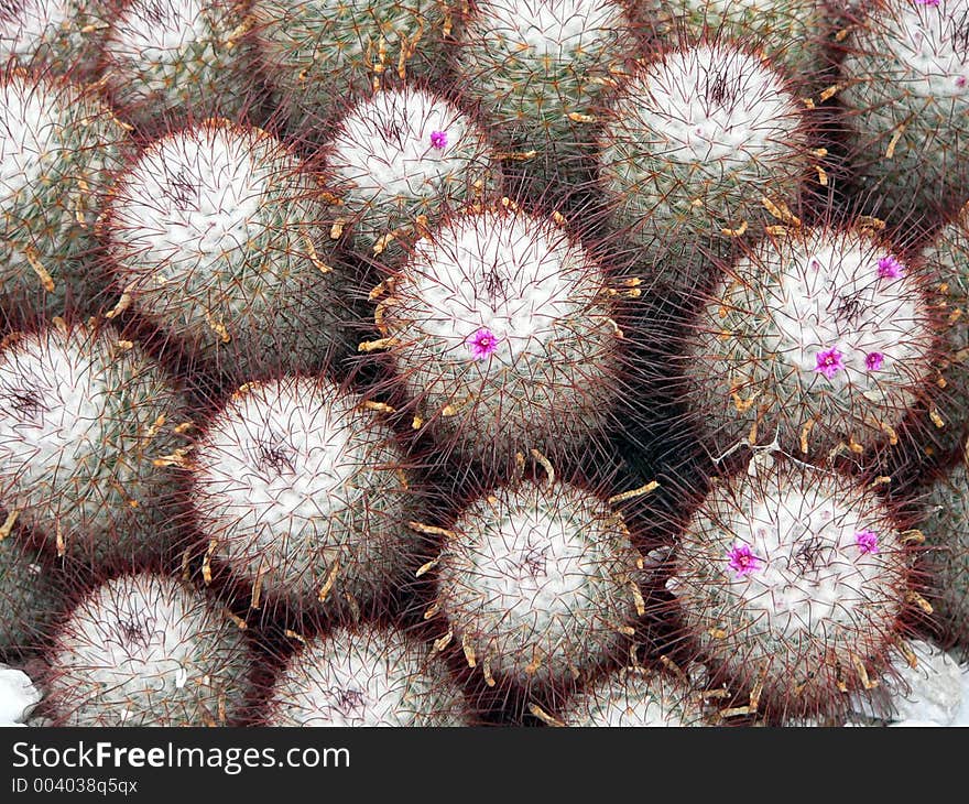 Sea Of Cactuses