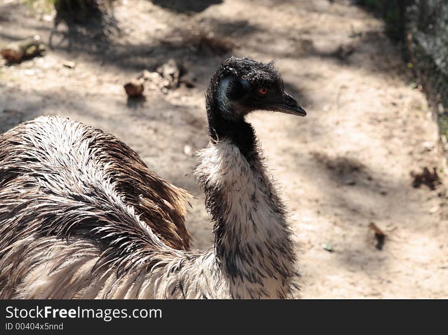 Thinking Emu