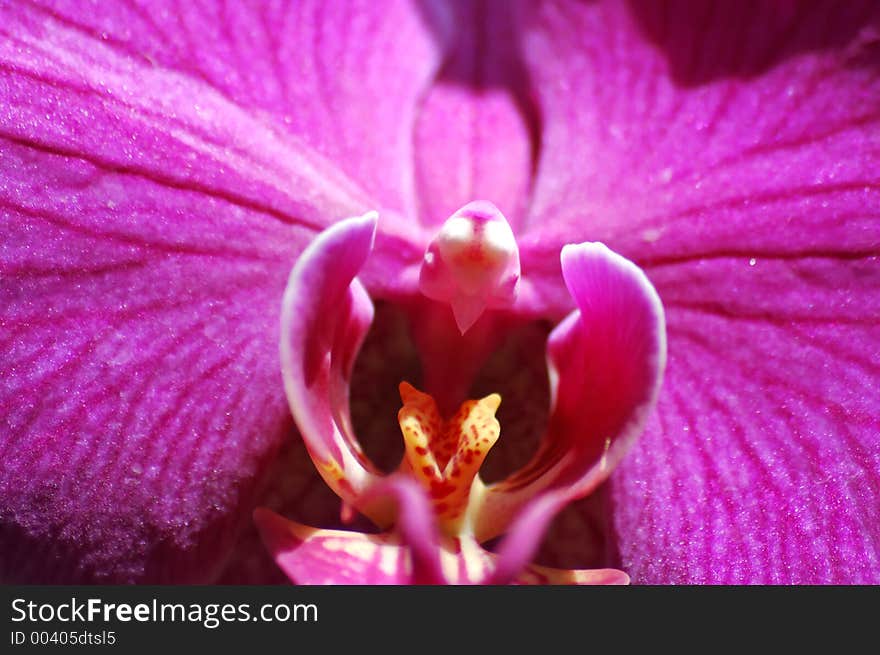 Purple Orchid