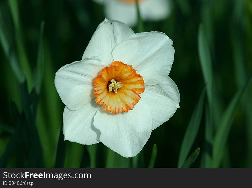 White orange daffodil