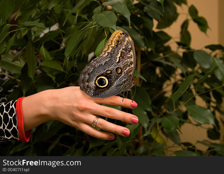 woman hand and butterfly. woman hand and butterfly.