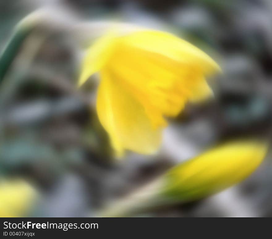 Soft focus impressionist rendering of jonquil this shot originally shot in camera soft focus, more added to give impressionist or modern abstract art effect effect. Soft focus impressionist rendering of jonquil this shot originally shot in camera soft focus, more added to give impressionist or modern abstract art effect effect