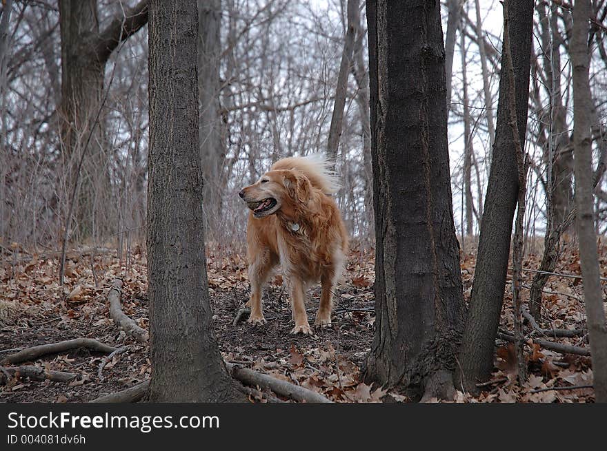 Golden Retriever