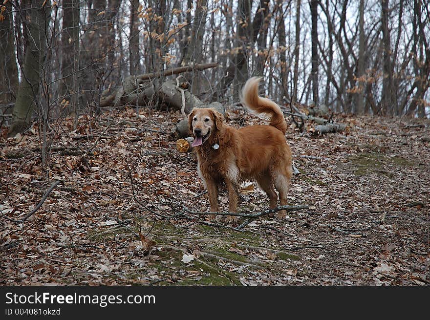 Golden Retriever