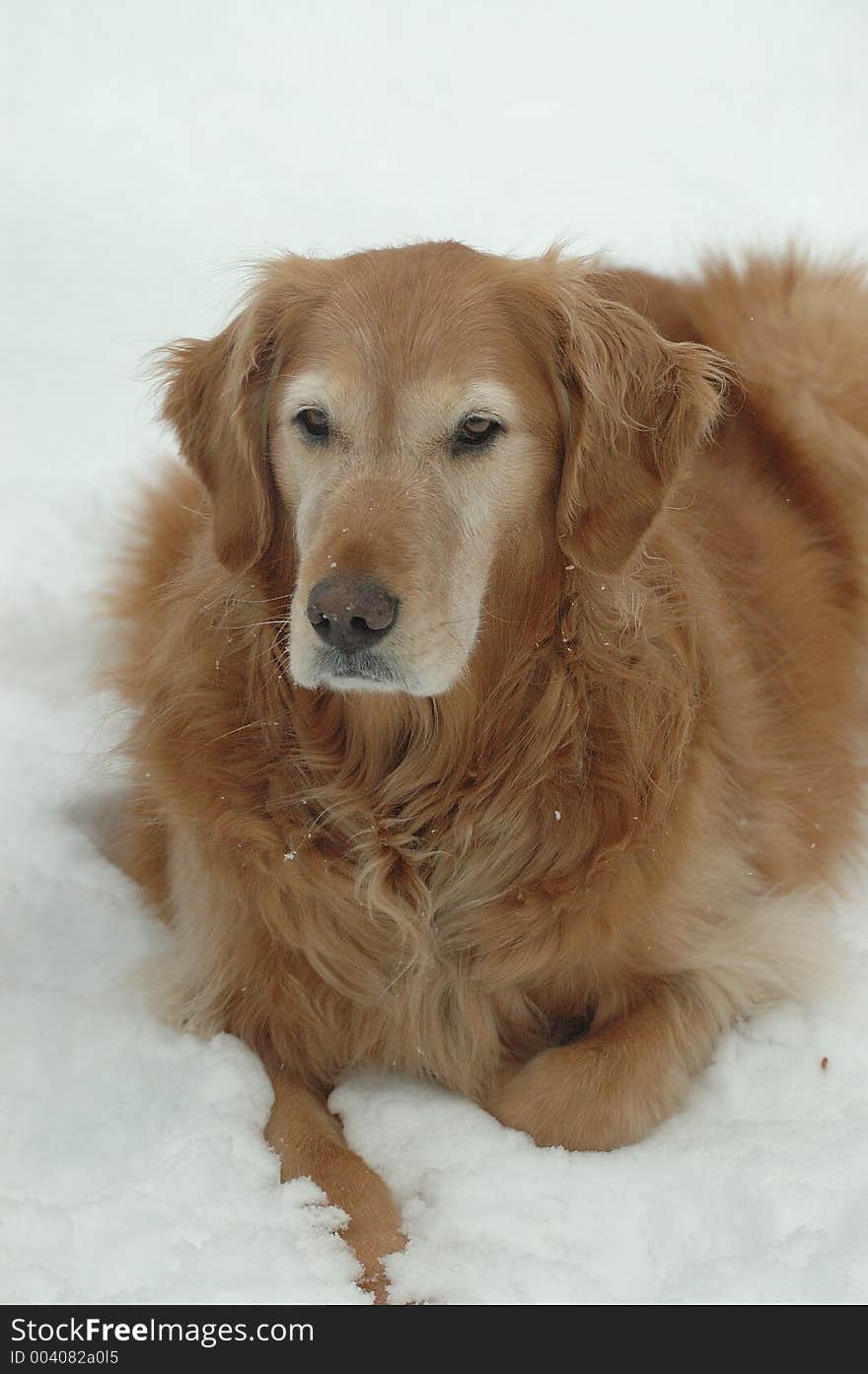 Golden Retriever