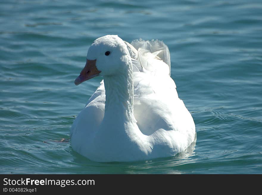 White Goose