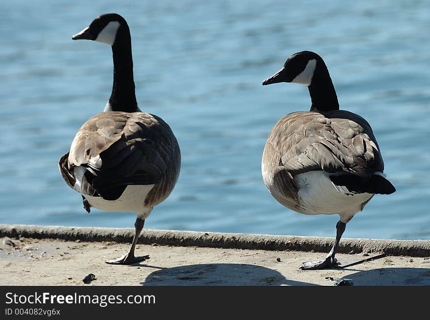 Pair Of One -Legged Geese