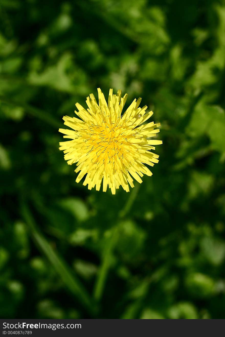 Dandelion