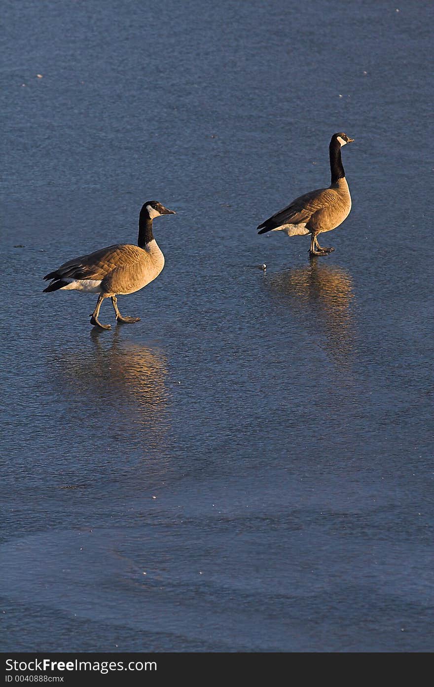 Canadian Geese on Frozen lake