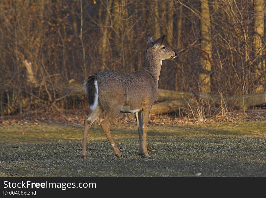 Deer in woods