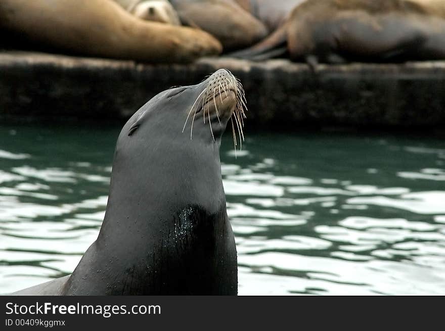 Sea lion basking in the sun