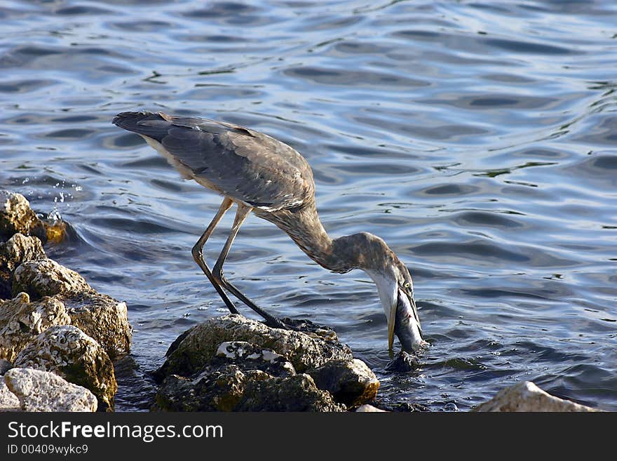 Heron Eating. Madeira Beach Floridai. Heron Eating. Madeira Beach Floridai