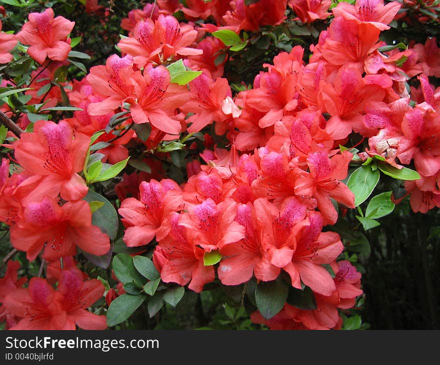 Bush filled with red flowers