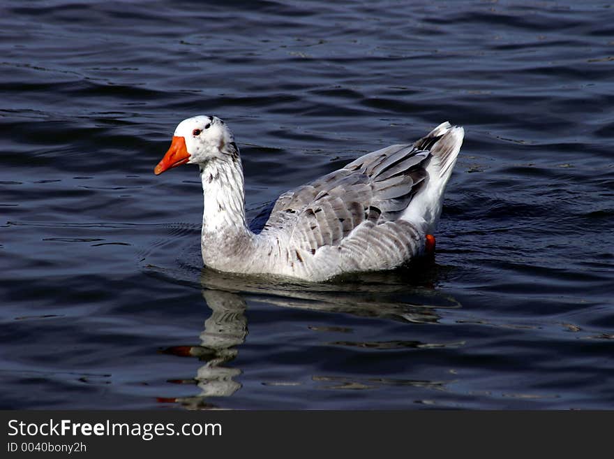 Greylag Swimming