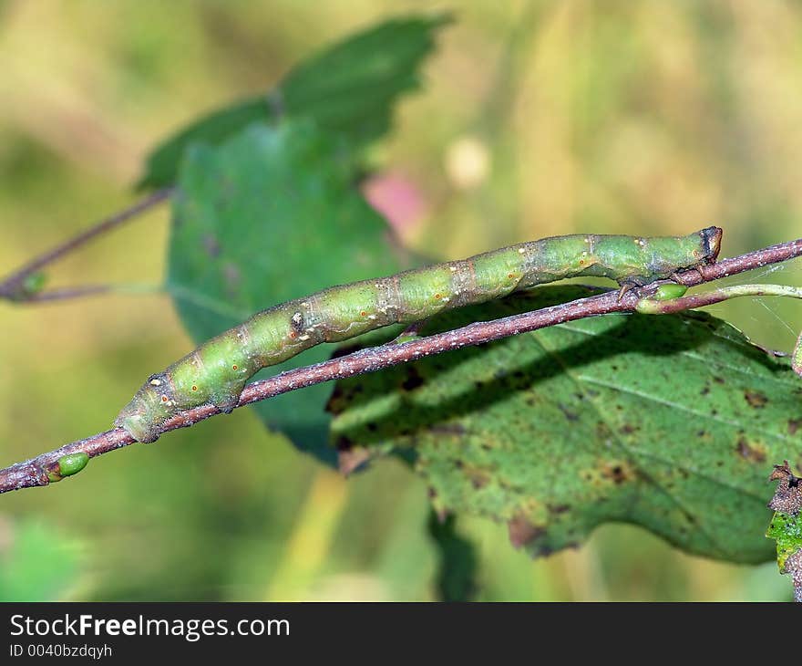 Caterpillar Of Butterfly Biston Betularius.