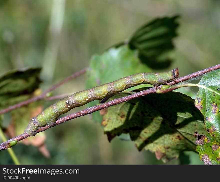 Caterpillar of butterfly Biston betularius.