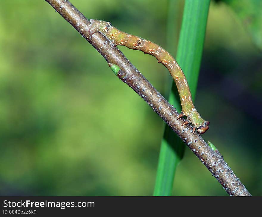 Caterpillar of butterfly Biston betularius.