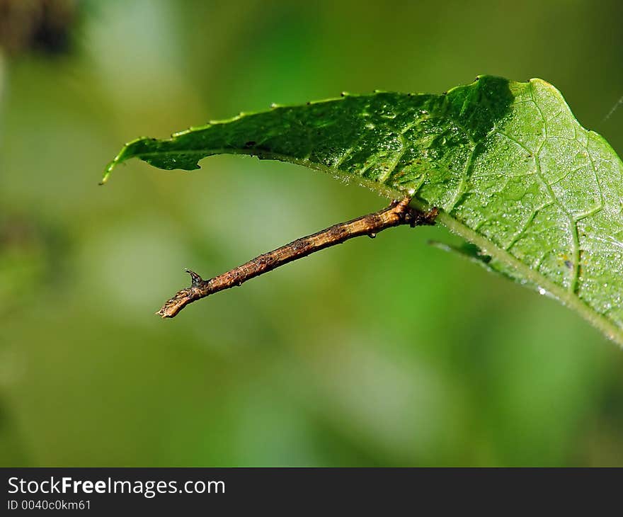 Caterpillar of the butterfly of family Geometridae.