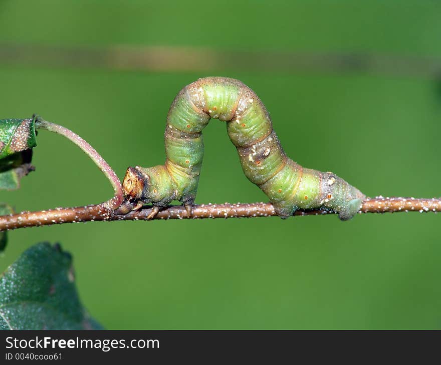 Caterpillar of butterfly Biston betularius.