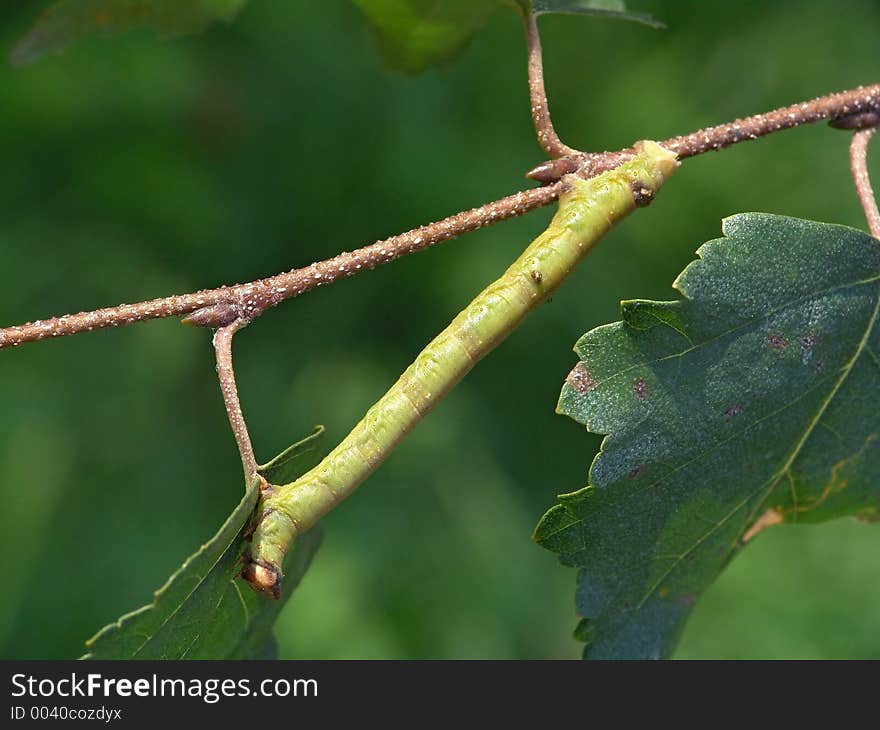 Caterpillar of butterfly Biston betularius.