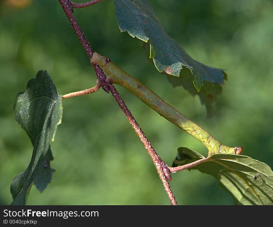 Caterpillar of butterfly Biston betularius.