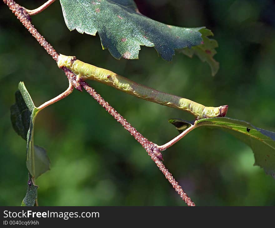 Caterpillar of butterfly Biston betularius.