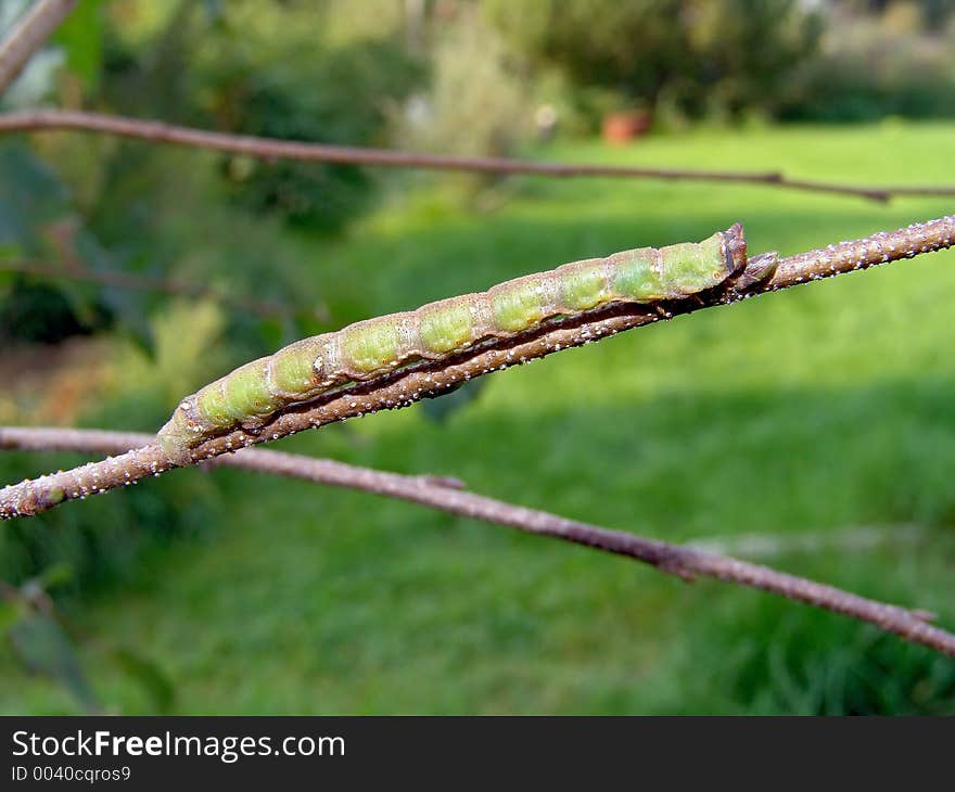 Caterpillar of butterfly Biston betularius.