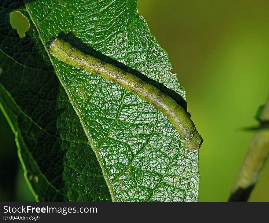 Caterpillar of the butterfly of family Geometridae.