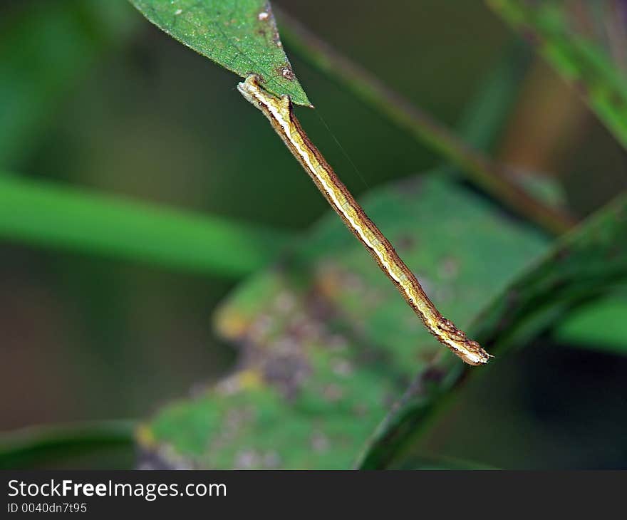 Caterpillar Of The Butterfly Of Family Geometridae.