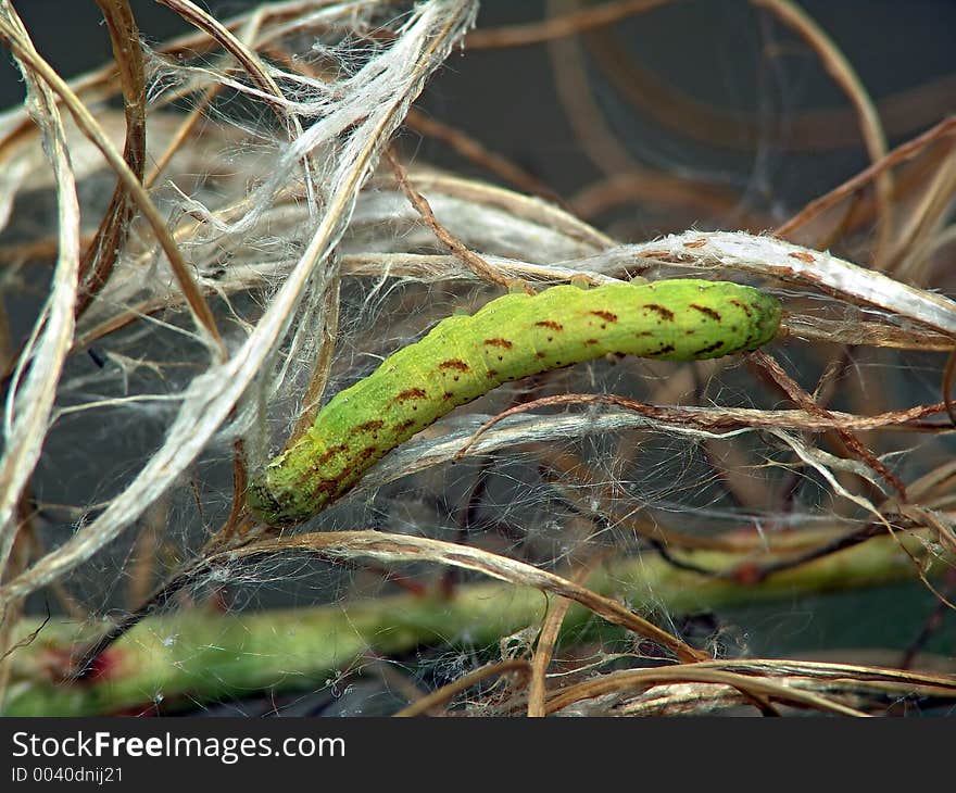 Caterpillar of butterfly Mamestra thalassina.