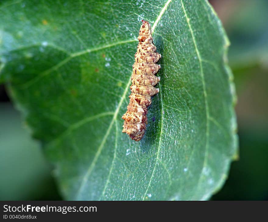 Caterpillar of butterfly Platypteryx lacertinaria.