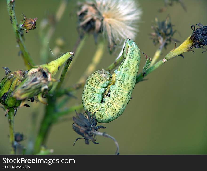 Caterpillar Of Butterfly Families Noctuidae.