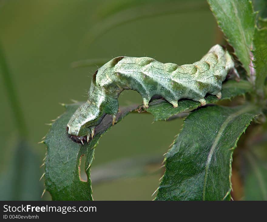 A caterpillar of the butterfly on a leaf of a plant. Length of a body about 30 mm. The photo is made in Moscow areas (Russia). Original date/time: 2004:08:30 10:53:42. A caterpillar of the butterfly on a leaf of a plant. Length of a body about 30 mm. The photo is made in Moscow areas (Russia). Original date/time: 2004:08:30 10:53:42.