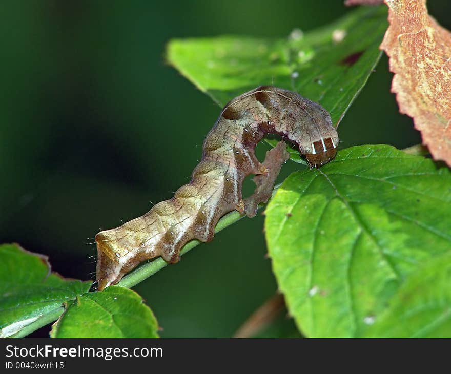 A caterpillar of the butterfly on a leaf of a plant. Length of a body about 30 mm. The photo is made in Moscow areas (Russia). Original date/time: 2004:09:01 10:58:04. A caterpillar of the butterfly on a leaf of a plant. Length of a body about 30 mm. The photo is made in Moscow areas (Russia). Original date/time: 2004:09:01 10:58:04.