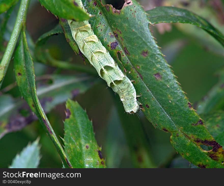 A caterpillar of the butterfly on a leaf of a plant. Length of a body about 30 mm. The photo is made in Moscow areas (Russia). Original date/time: 2004:09:03 11:37:30. A caterpillar of the butterfly on a leaf of a plant. Length of a body about 30 mm. The photo is made in Moscow areas (Russia). Original date/time: 2004:09:03 11:37:30.