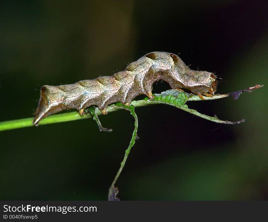 Caterpillar of the butterfly of family Noctuidae.