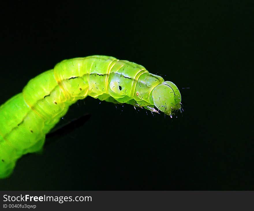 A caterpillar of the butterfly on a willow. Length of a body about 30 mm. The photo is made in Moscow areas (Russia). Original date/time:2003:09:02 02:41:28. A caterpillar of the butterfly on a willow. Length of a body about 30 mm. The photo is made in Moscow areas (Russia). Original date/time:2003:09:02 02:41:28.