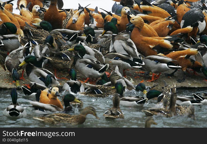 Many different birds at water. Illustration for magazine about birds or animals. Many different birds at water. Illustration for magazine about birds or animals