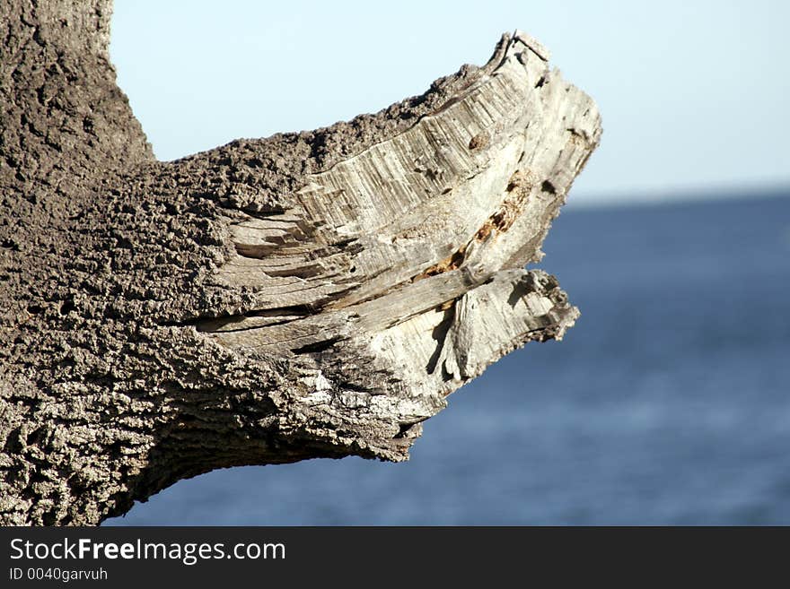 Tree Limb In Front Of The Ocean. Tree Limb In Front Of The Ocean