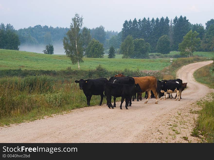 Cows in the lane