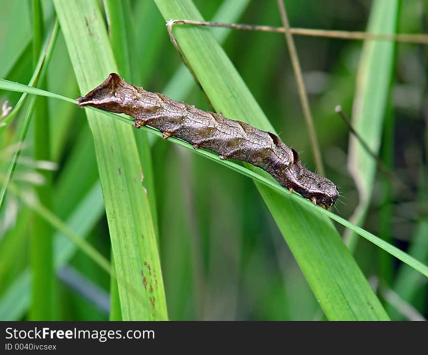 Caterpillar of the butterfly of family Noctuidae.