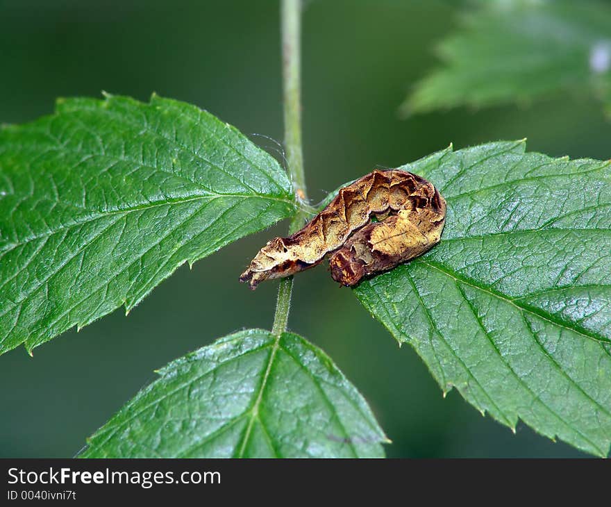 A caterpillar of the butterfly of family Noctuidae on a leaf of a plant. Length of a body about 30 mm. The photo is made in Moscow areas (Russia). Original date/time: 2004:08:19 11:47:24. A caterpillar of the butterfly of family Noctuidae on a leaf of a plant. Length of a body about 30 mm. The photo is made in Moscow areas (Russia). Original date/time: 2004:08:19 11:47:24.