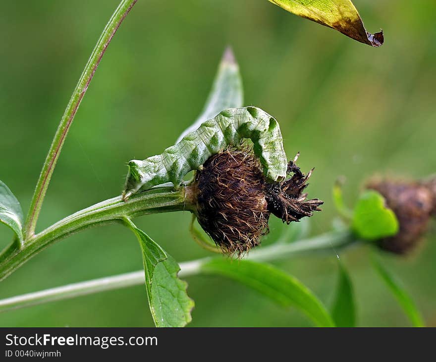 A caterpillar of the butterfly of family Noctuidae on a leaf of a plant. Length of a body about 30 mm. The photo is made in Moscow areas (Russia). Original date/time: 2001:08:11 10:44:100. A caterpillar of the butterfly of family Noctuidae on a leaf of a plant. Length of a body about 30 mm. The photo is made in Moscow areas (Russia). Original date/time: 2001:08:11 10:44:100.