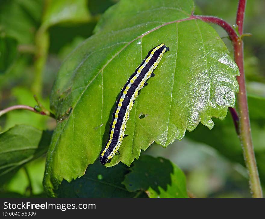 Caterpillar of butterfly Cucullia lucifuga.