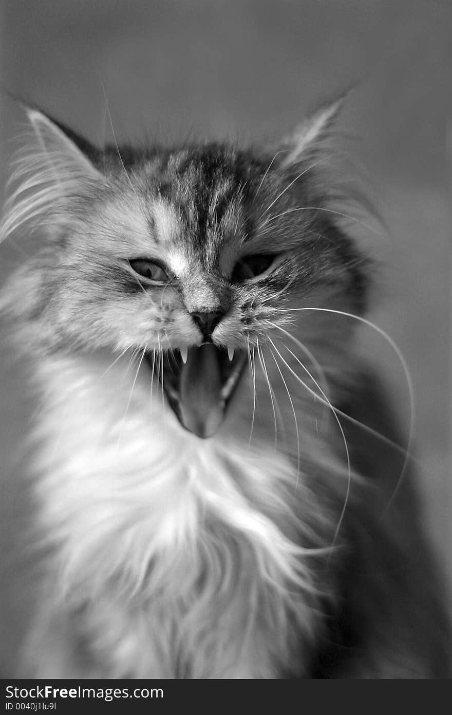 Yawning Cat