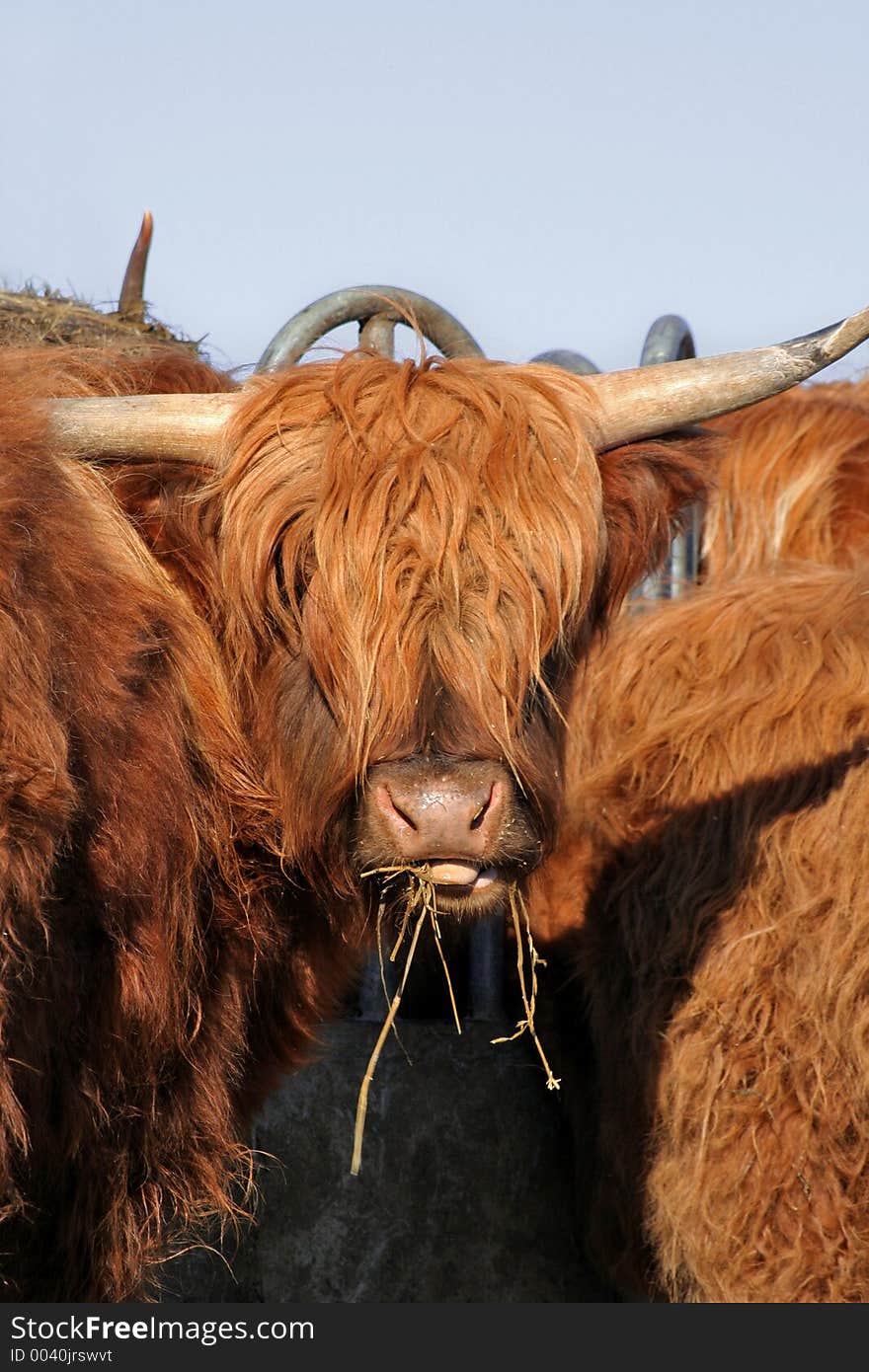 Long haired cow in a crowd. Long haired cow in a crowd